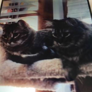 Meet your Posher, Pam